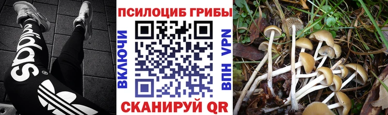Псилоцибиновые грибы прущие грибы  где можно купить наркотик  Шенкурск 